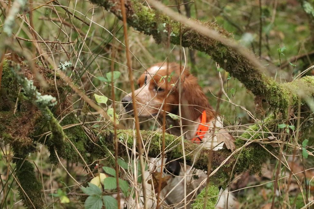 des bois de gland - Niroise des Bois de Gland obtient un CACT sur bécasse à la Feuillée