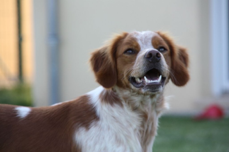 Igord des bois de gland