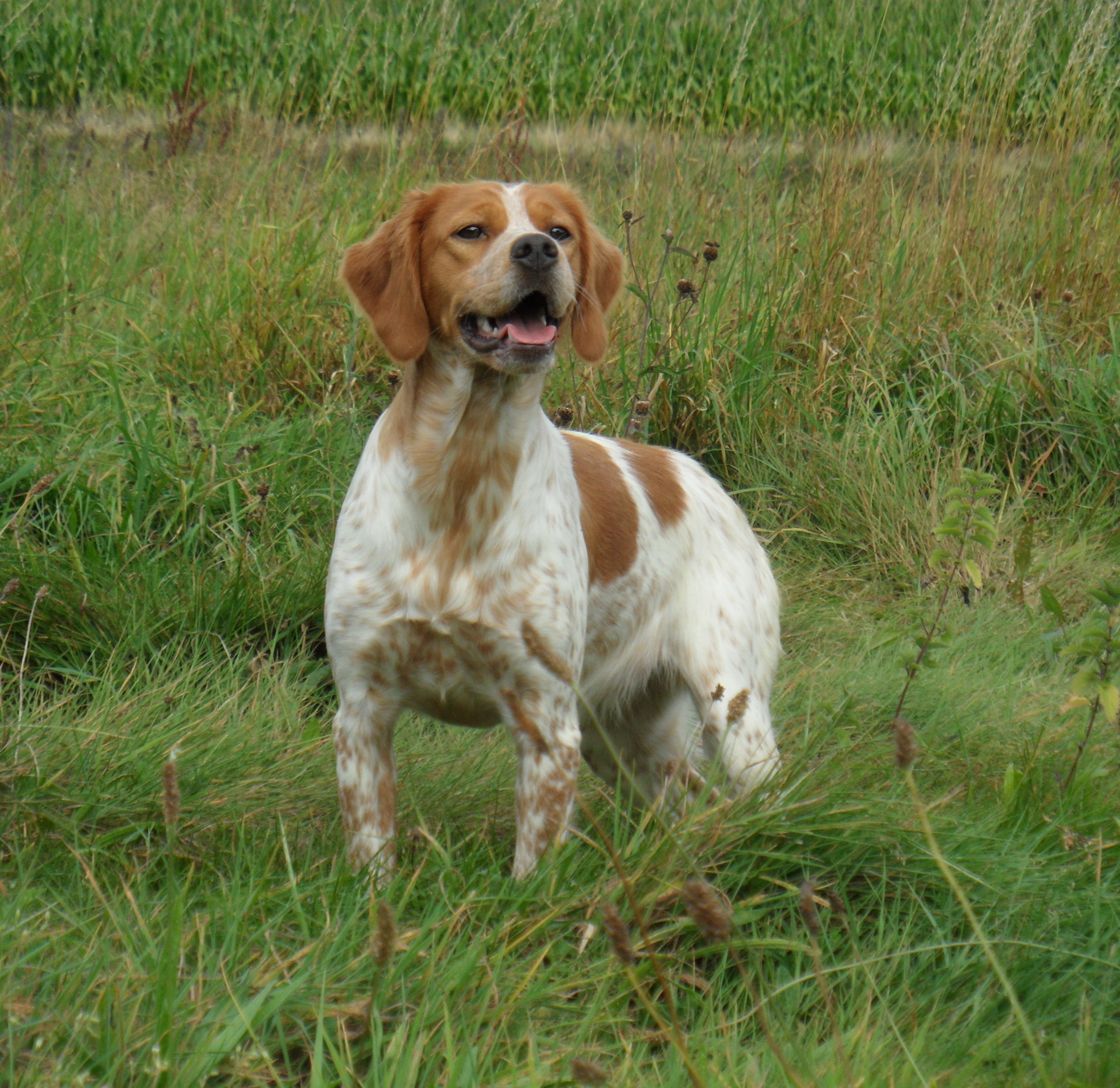Mascotte des bois de gland