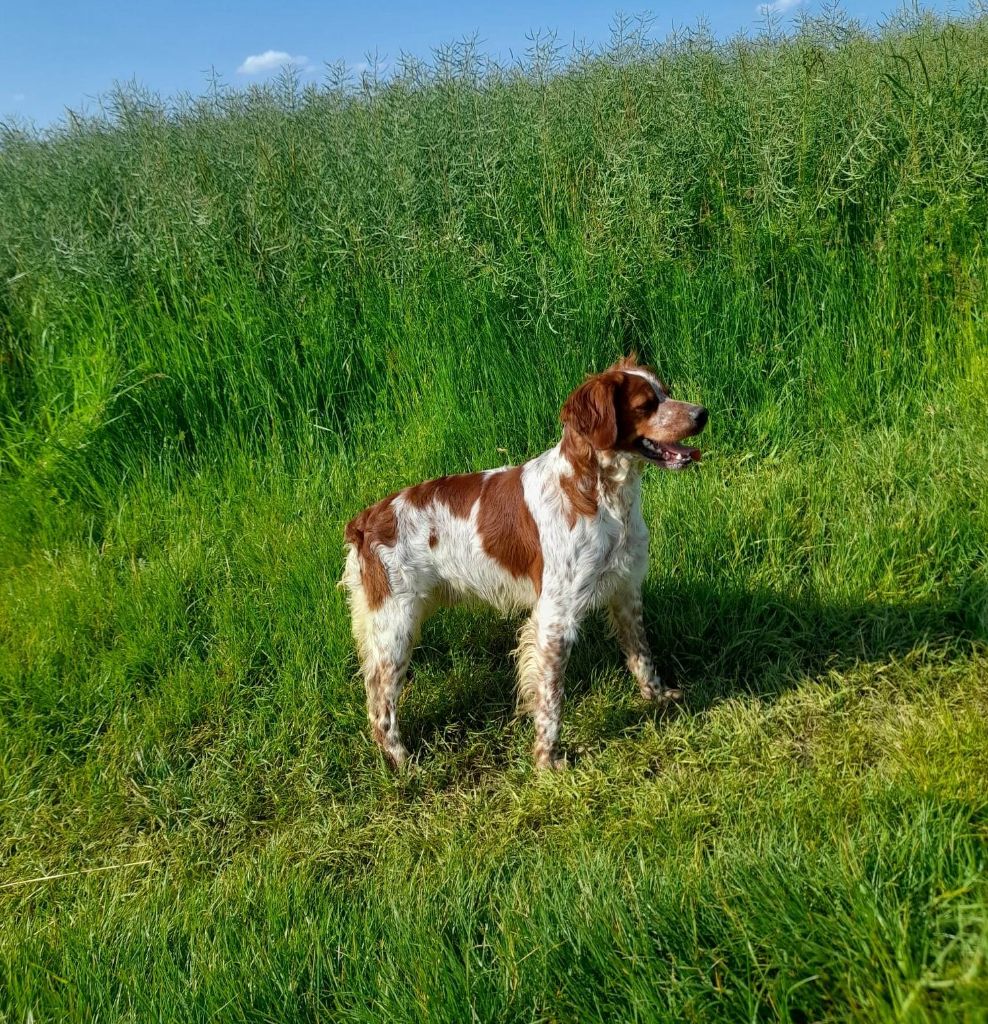 Tom des Bois de Gland à vendre