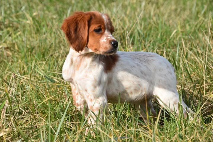 des bois de gland - Chiots disponibles - Epagneul Breton