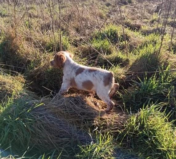 des bois de gland - Chiots disponibles - Epagneul Breton